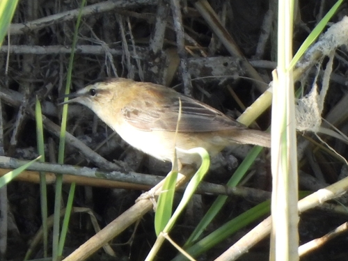 Sedge Warbler