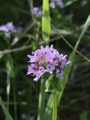 Plectritis congesta