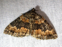 Xanthorhoe vacuaria