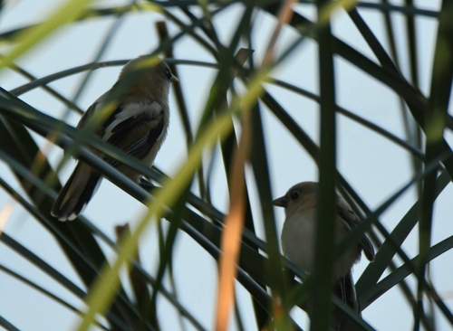 Bearded Reedling
