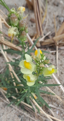 common toadflax