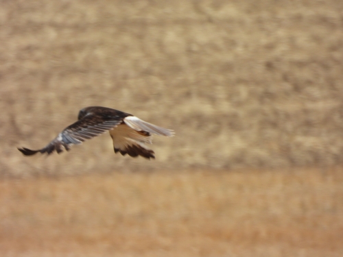 Western Marsh Harrier