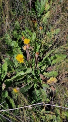 (c) Анна Митрошенкова, some rights reserved (CC BY) Taraxacum serotinum, photograph (c) Анна Митрошенкова, some rights reserved (CC BY)