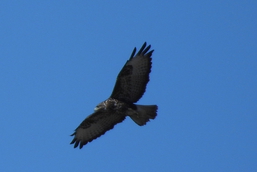 Common Buzzard