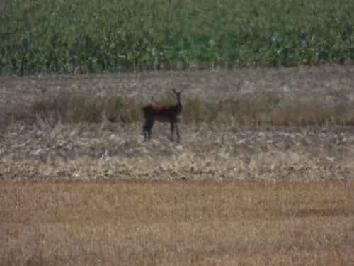 Red Deer