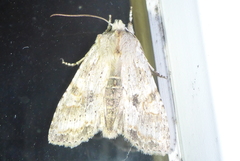Lithophane bethunei