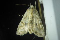 Lithophane bethunei