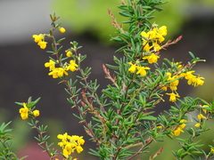 Berberis × stenophylla