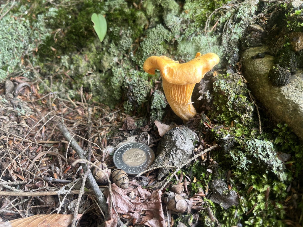 Newfoundland chanterelle · August 2026 · photo: Photo: (c) Ken Lange, some rights reserved (CC BY) · iNaturalist