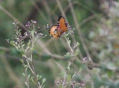 Danaus chrysippus dorippus