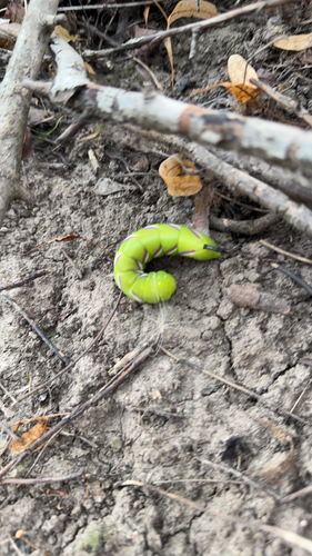 Privet Hawkmoth