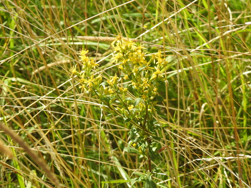 European goldenrod