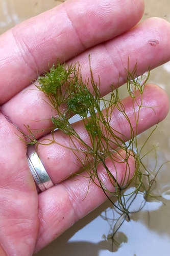 Nitella gracilis, 2026-07-31