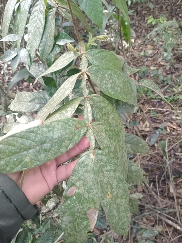 Inga uraguensis, 2026-08-10