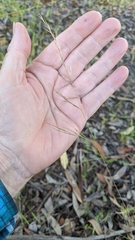 Nassella lepida