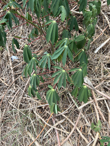 Cassava