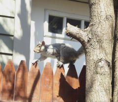 Sciurus carolinensis