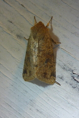 Orthosia rubescens