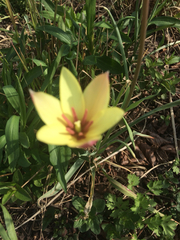 Tulipa clusiana