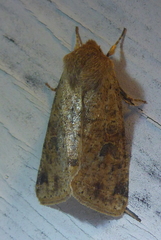 Orthosia rubescens