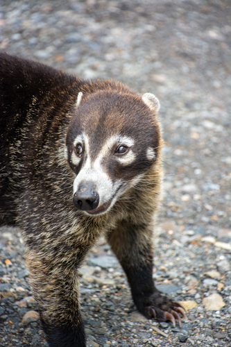 White-nosed Coati