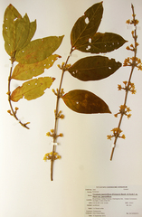 Tricalysia jasminiflora