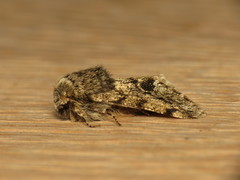 Apocheima hispidaria