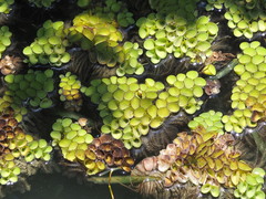Salvinia cucullata