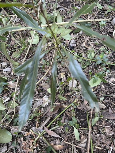 Labatia salicifolia