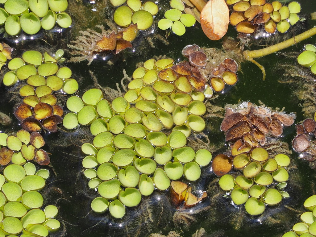 Beo Tai-Chuot (Salvinia cucullata)