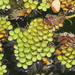 Asian Watermoss - Photo no rights reserved, uploaded by 葉子