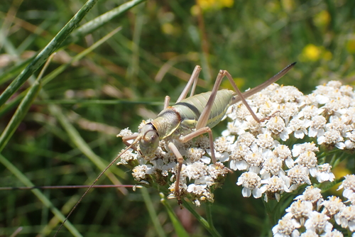 Saddle-backed Bush Cricket
