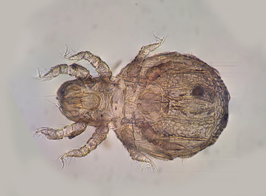 Sphaerochthonius splendidus