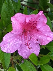 Rhododendron