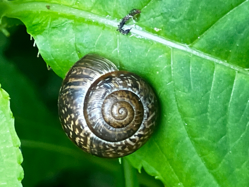 Copse Snail