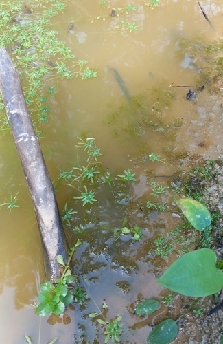 Nitella gracilis, 2026-08-01