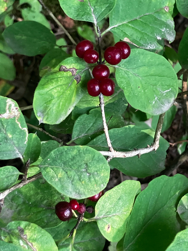 Fly Honeysuckle