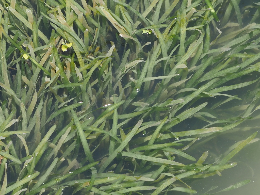 American eelgrass (Lamoka and Lakes Aquatic Plants) · iNaturalist