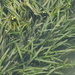 Vallisneria americana - Photo (c) 葉子, μερικά δικαιώματα διατηρούνται (CC BY-NC), uploaded by 葉子