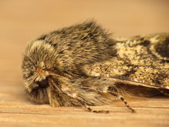 Apocheima hispidaria