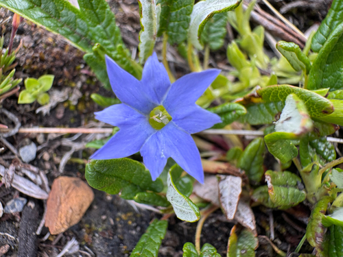 Gentiana prostrata, photograph 2