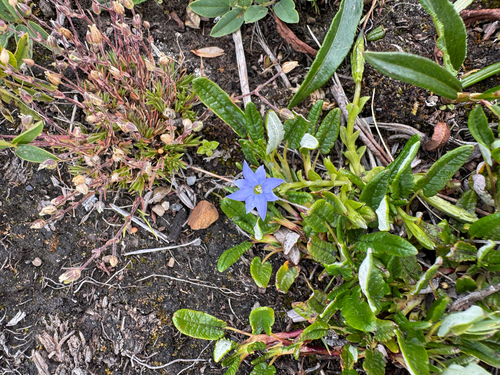 Gentiana prostrata, photograph 3