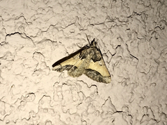 Frederickia hypaethrata