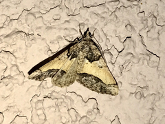 Frederickia hypaethrata