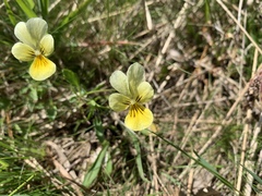 Viola lutea calaminaria