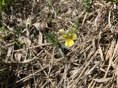 Viola lutea calaminaria