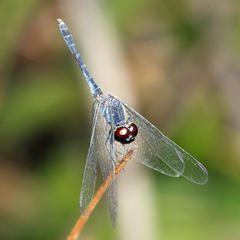 Erythrodiplax paraguayensis