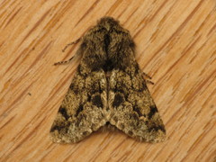 Apocheima hispidaria