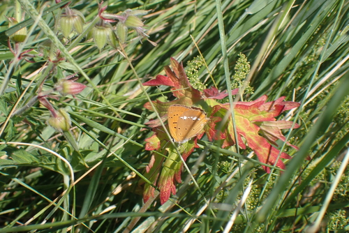 Scarce Copper