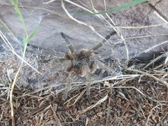 Harpactirinae